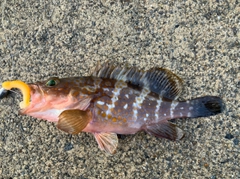 アコウの釣果