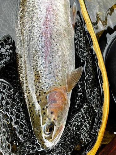 ニジマスの釣果