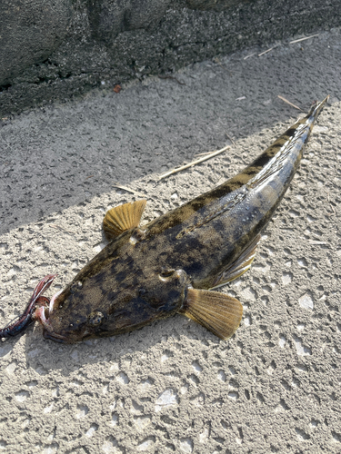 マゴチの釣果