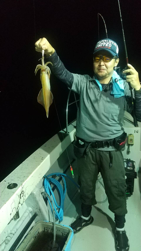 ケンサキイカの釣果