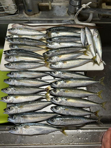 マサバの釣果