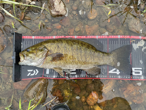 スモールマウスバスの釣果