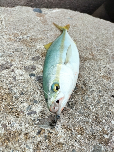 ツバスの釣果