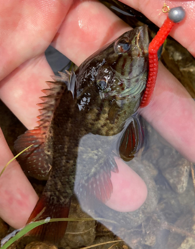 オヤニラミの釣果