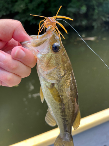 ブラックバスの釣果