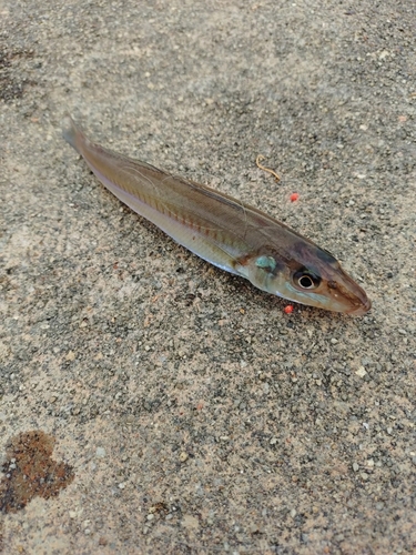 キスの釣果