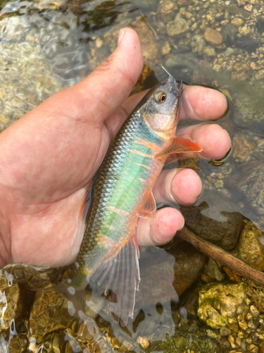 オイカワの釣果