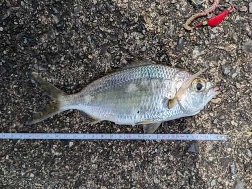 クロサギの釣果