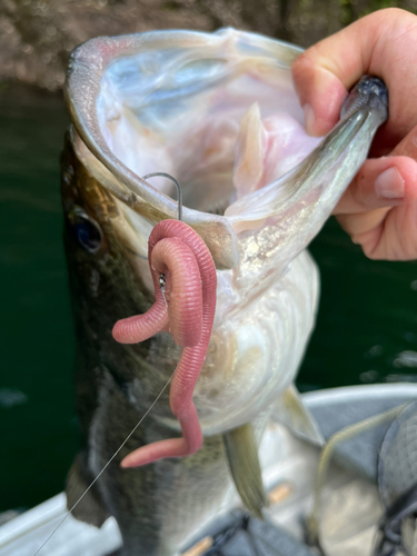 ブラックバスの釣果