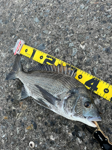 クロダイの釣果