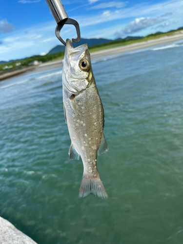 スズキの釣果