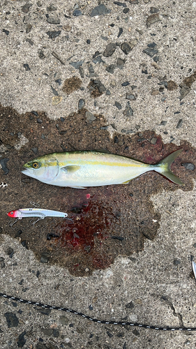 ツバスの釣果