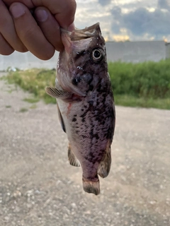 ムラソイの釣果