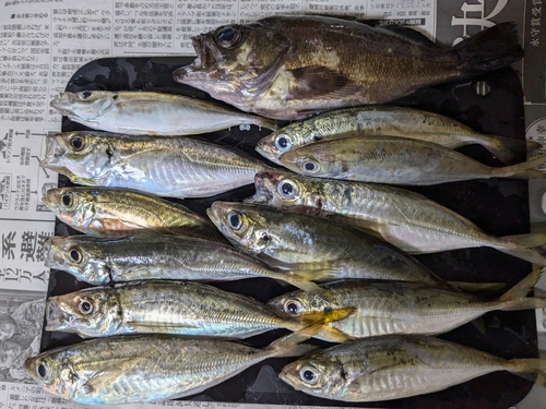 アジの釣果