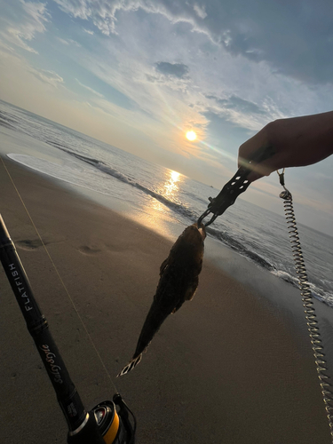 マゴチの釣果