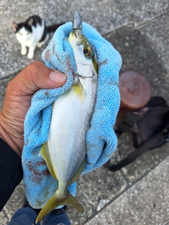 ショゴの釣果