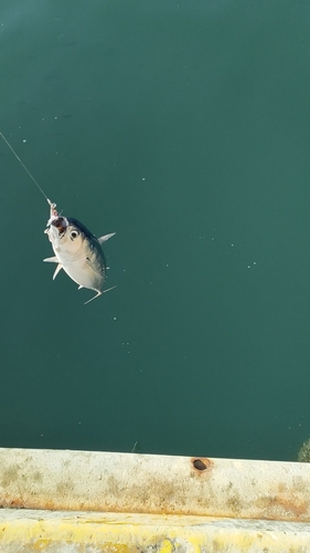 ソウダガツオの釣果