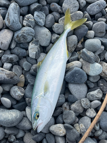 ワカナゴの釣果