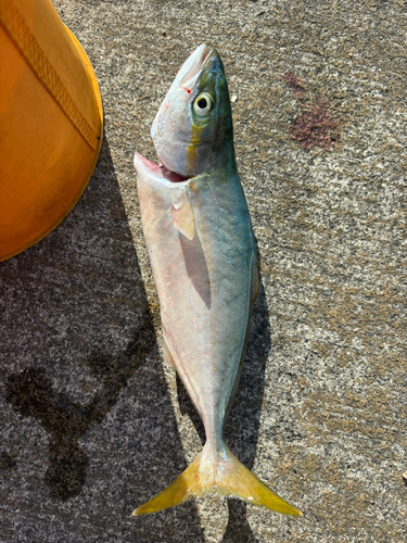 ワカシの釣果