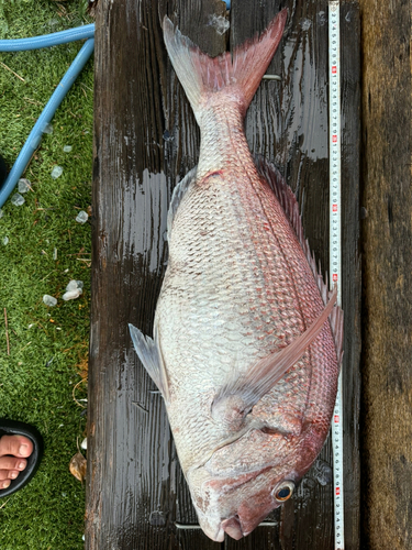 マダイの釣果