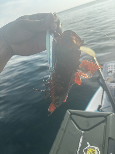 カサゴの釣果