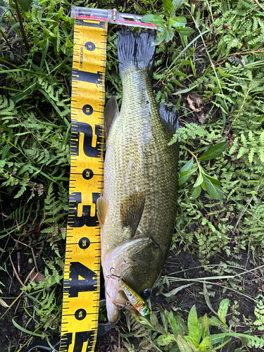 ブラックバスの釣果