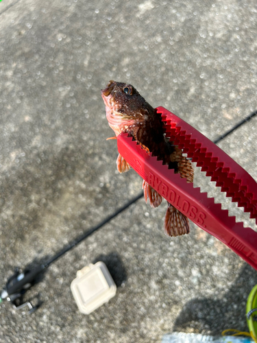 カサゴの釣果