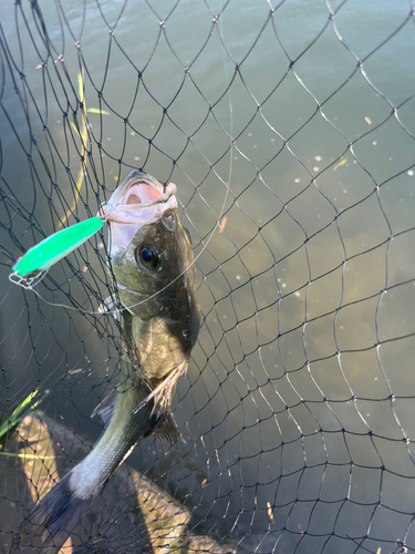 セイゴ（マルスズキ）の釣果