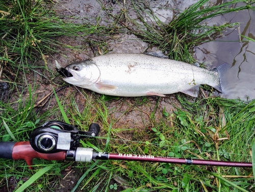 ニジマスの釣果