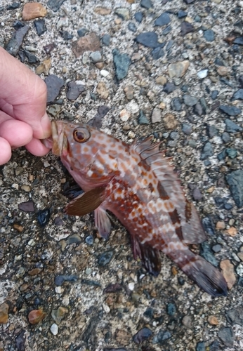 アコウの釣果