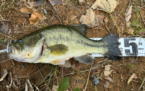 ブラックバスの釣果