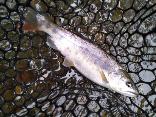 トラウトの釣果