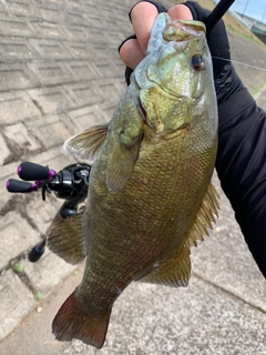 スモールマウスバスの釣果