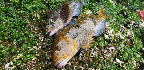 アイナメの釣果