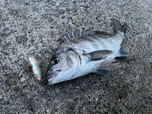 クロダイの釣果