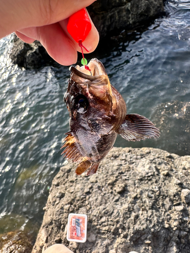 ガシラの釣果