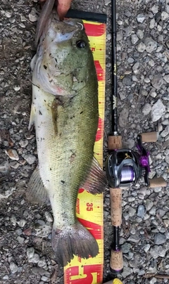 ブラックバスの釣果