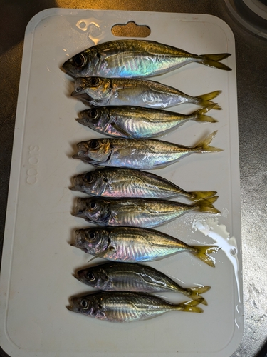 アジの釣果