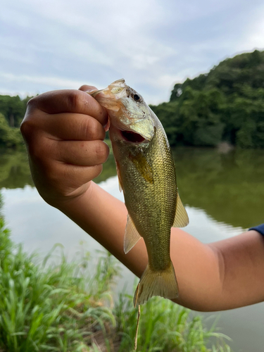 ブラックバスの釣果