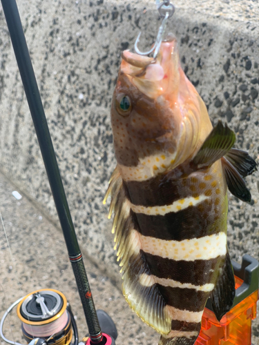 アオハタの釣果