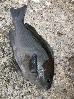 クチブトグレの釣果