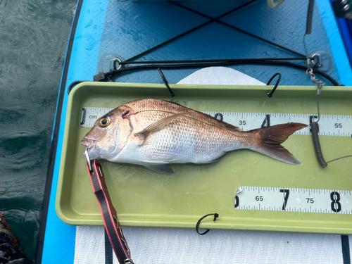 マダイの釣果