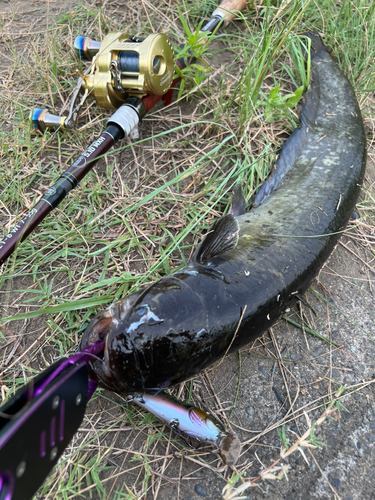 ニホンナマズの釣果