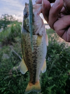 ラージマウスバスの釣果