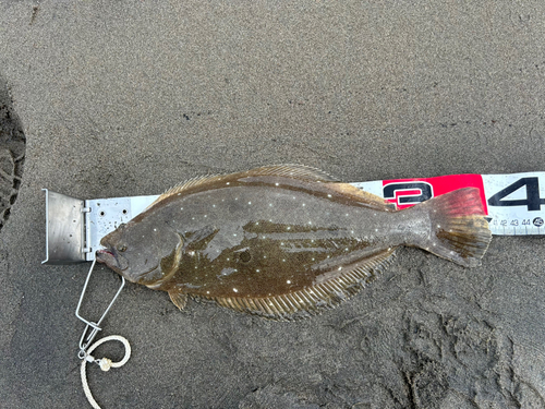 ヒラメの釣果