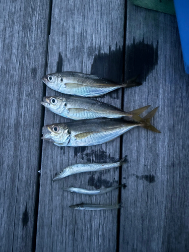 アジの釣果