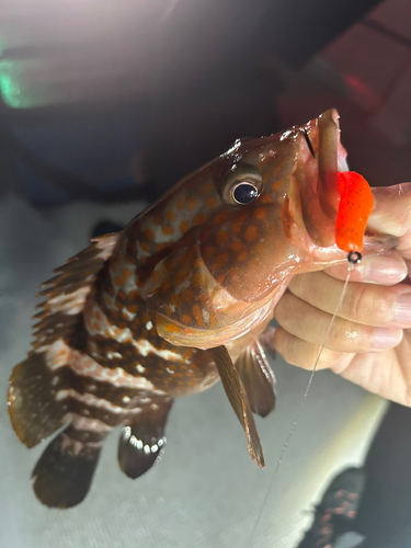 キジハタの釣果