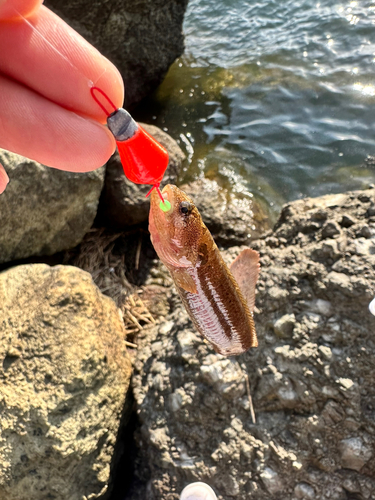 ギンポの釣果