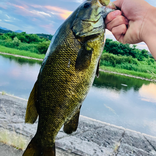 スモールマウスバスの釣果