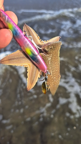 シタビラメの釣果